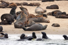 Namibia-Walvis-Bay-Robben