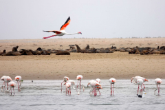 Namibia-Walvis-Bay-Flamingos