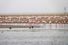 Namibia-Walvis-Bay-Flamingos