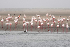 Namibia-Walvis-Bay-Flamingos