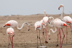 Namibia-Walvis-Bay-Flamingos