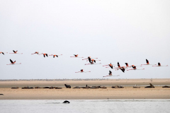 Namibia-Walvis-Bay-Flamingos