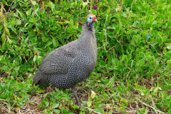 Namibia-Swakopmund-Perlhuhn