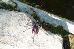 Namibia-Otjikoto-See-Gepanzerte-Laubheuschrecke