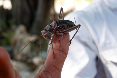 Namibia-Otjikoto-See-Gepanzerte-Laubheuschrecke