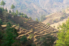 Nepal, Unterwegs nach Bungamati, Terrassenfelder