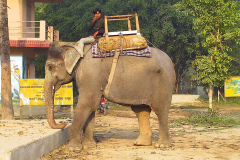 Nepal, Safari mit Elefanten im Chitwan-Nationalpark