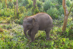 Nepal, Safari im Chitwan-Nationalpark