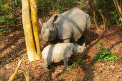 Nepal, Chitwan-Nationalpark, Beobachtung von Indischen Panzernashörnern