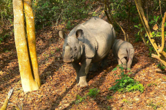 Nepal, Chitwan-Nationalpark, Beobachtung von Indischen Panzernashörnern