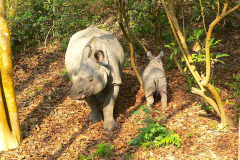 Nepal, Chitwan-Nationalpark, Beobachtung von Indischen Panzernashörnern