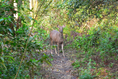 Nepal, Safari im Chitwan-Nationalpark