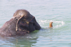 Nepal, Chitwan-Nationalpark, Nach der Safari geniessen die Elefanten ein Bad