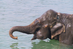 Nepal, Chitwan-Nationalpark, Nach der Safari geniessen die Elefanten ein Bad