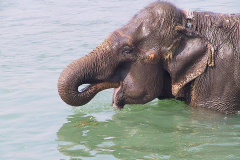 Nepal, Chitwan-Nationalpark, Nach der Safari geniessen die Elefanten ein Bad