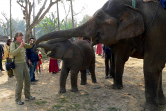 Nepal, Chitwan-Nationalpark, Zur Belohnung gibt es Bananen
