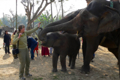Nepal, Chitwan-Nationalpark, Zur Belohnung gibt es Bananen