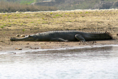 Nepal, Chitwan-Nationalpark, Am Rapti River, Gangesgavial