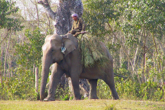 Nepal, Chitwan-Nationalpark