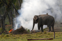 Nepal, Chitwan-Nationalpark