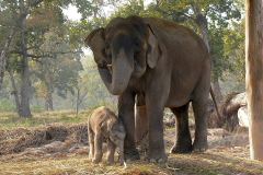 Nepal, Chitwan-Nationalpark, Elefantenzuchtstation