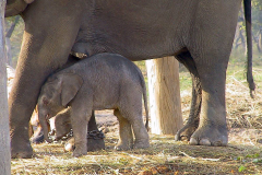 Nepal, Chitwan-Nationalpark, Elefantenzuchtstation