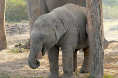 Nepal, Chitwan-Nationalpark, Elefantenzuchtstation