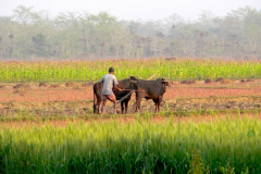 Nepal, Chitwan-Nationalpark, Tharu Dorf