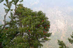 Nepal, Unterwegs nach Daman, Rhododendron