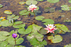 Nepal, Lumbini, Seerosen im Teich vor der World Peace Pagode