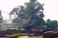 Nepal, Lumbini, Der Heilige Garten, Bodhi-Baum
