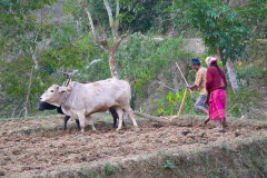 Nepal, Begegnungen unterwegs nach Pokhara
