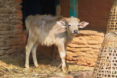 Nepal, Umgebung Pokhara