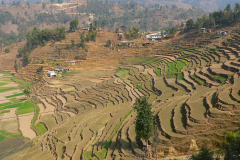 Nepal, Unterwegs nach Tansen, Terrassenfelder