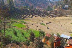 Nepal, Unterwegs nach Tansen, Terrassenfelder