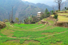 Nepal, Trekking Umgebung von Balthali, Nutzhanf