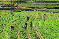 Nepal, Trekking Umgebung von Balthali