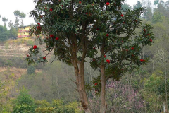 Nepal, Trekking Umgebung von Nagarkot, Rhododendron