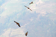 Nepal, Trekking Umgebung von Nagarkot, Greifvögel