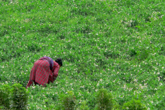 Nepal, Trekking Umgebung von Nagarkot