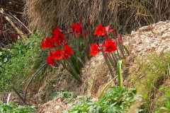 Nepal, Trekking Umgebung Dhulikhel, Amaryllis