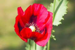 Nepal, Trekking Umgebung Dhulikhel, Mohnblüte