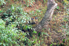 Nepal, Zelt-Trekking Kathmandutal, Marder