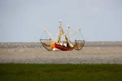 Niedersachsen, Butjadingen, Langwarder Groden, Krabbenkutter