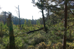 Niedersachsen, Rotenburg, Nordpfad Doert Moor