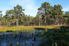 Niedersachsen, Rotenburg, Nordpfad Doert Moor