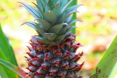 Laos, Ban Nong Khiaw, Ananas