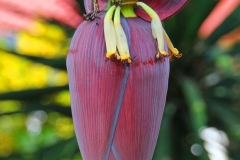 Laos, Ban Nong Khiaw, Bananenblüte