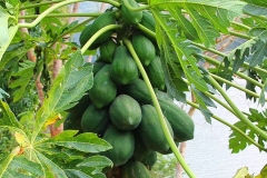 Laos, Ban Nong Khiaw, Papaya