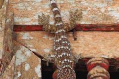 Laos, Pak Ou, Tham Thing, Gecko